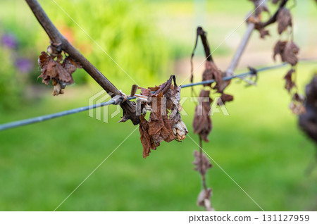 Detail of grapevine plant leaf in vineyard which is destroyed by morning frost on early spring. Detail of grapevine plant leaf in vineyard which is destroyed by morning frost on early spring. 131127959