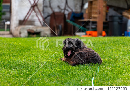 Small happy crossbreed dog is walking on grass in small garden. Small happy crossbreed dog is walking on grass in small garden. 131127963