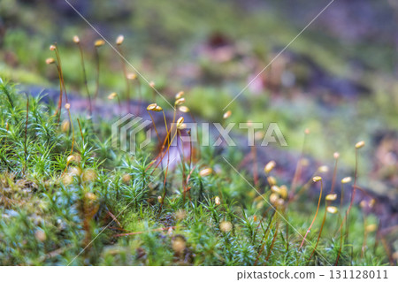 Landscape of Adrspach-Teplice Rocks area, in Hradec Kralove Region in the Czech Republic, Europe. Moss with sporophytes rises above green surface, adding texture and color to the miniature landscape. 131128011