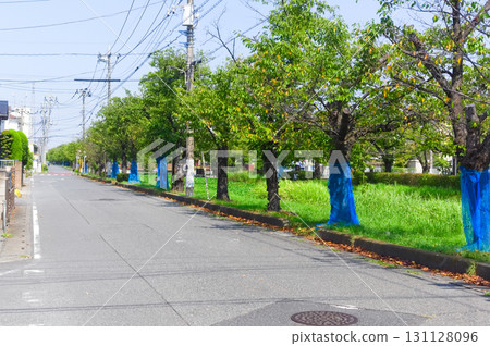 埼玉縣八潮市葛西灌溉渠沿線 2025年9月 131128096