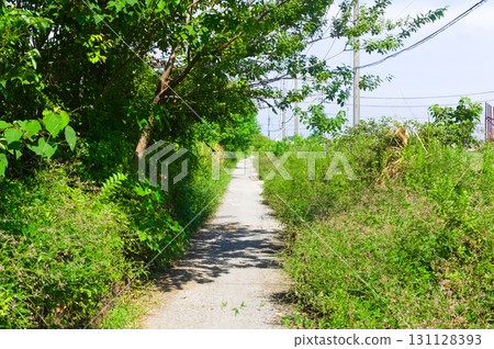 Along the Hachijo Waterway, Koshigaya City, Saitama Prefecture September 2025 131128393