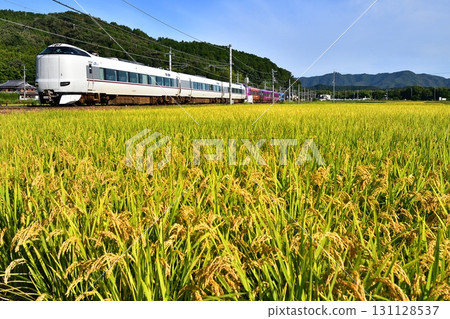 Railway train JR Sagano Line Sanin Main Line Kyoto Exit Limited Express Rice field Rice ears Autumn Harvest Rice Kyoto rice 131128537