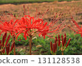 Flowers, red spider lilies, autumn, equinox, rice fields, countryside, Kameoka City, Kyoto, red, vermilion, crimson Flowers, red spider lilies, autumn, equinox, rice fields, countryside, Kameoka City, Kyoto, red, vermilion, crimson 131128538