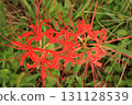 Flowers, red spider lilies, autumn, equinox, rice fields, countryside, Kameoka City, Kyoto, red, vermilion, crimson Flowers, red spider lilies, autumn, equinox, rice fields, countryside, Kameoka City, Kyoto, red, vermilion, crimson 131128539