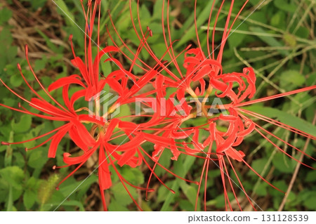 花,紅花,秋天,春分,稻田,鄉村,龜岡市,京都,紅色,朱紅色,深紅色 花,紅花,秋天,春分,稻田,鄉村,龜岡市,京都,紅色,朱紅色,深紅色 131128539