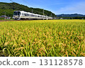 Railway train JR Sagano Line Sanin Main Line Kyoto Exit Regular Local Rice field Rice ears Autumn Harvest Rice Kyoto rice Railway train JR Sagano Line Sanin Main Line Kyoto Exit Regular Local Rice field Rice ears Autumn Harvest Rice Kyoto rice 131128578