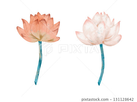 A Beautiful Watercolor Illustration of Graceful Lotus Flowers in a Serene Setting 131128642