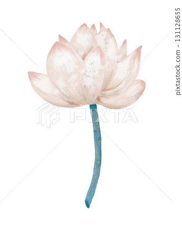 A Delicate White Lotus Flower Showcasing Its Beautifully Soft Pink Petals in Nature A Delicate White Lotus Flower Showcasing Its Beautifully Soft Pink Petals in Nature 131128655