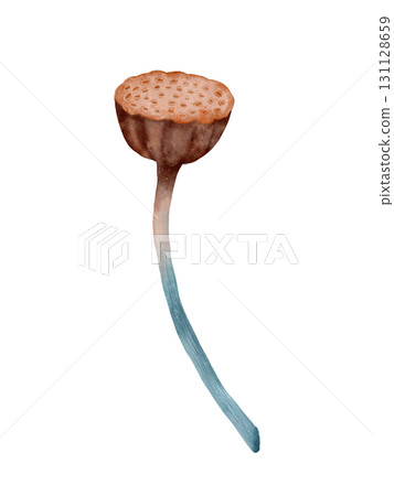 A beautiful and isolated Water Lily Seed Pod depicted with an Artistic Watercolor Effect 131128659