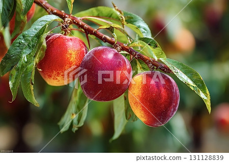 Ripe nectarines growing on branch in orchard 131128839