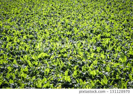 蘿蔔田在收穫季節不斷擴大 蘿蔔田在收穫季節不斷擴大 131128970