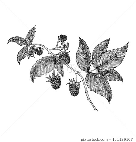 Vintage black-and-white botanical illustration of raspberries on a stem, showing a ripe fruit. Detailed line art ideal for botanical prints, educational materials, or food-related design.  131129107