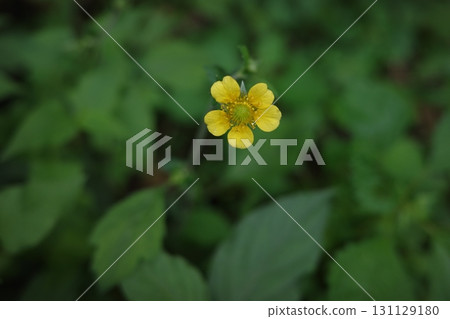 在一片綠意盎然的森林中，日本蘿蔔的鮮黃色花朵格外引人注目。 131129180