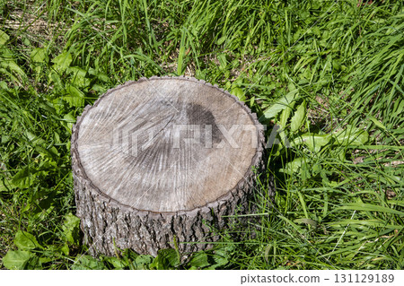 Stumps in the forest Stumps in the forest 131129189