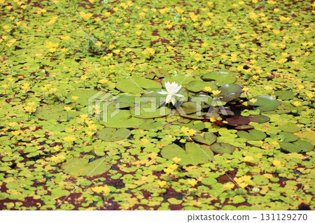 睡蓮 睡蓮 131129270