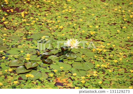 Water lilies 131129273
