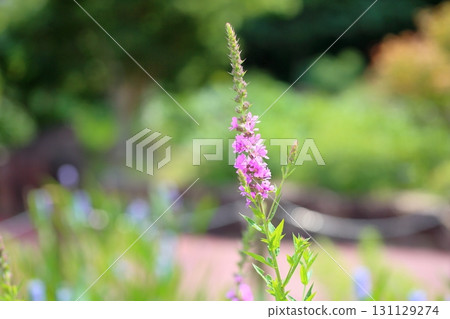 味噌Haigi花 131129274