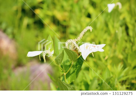 Hange秀花 131129275