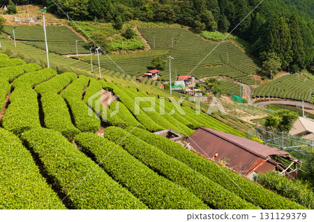 Shizuoka's Tea Fields in the Sky Shizuoka's Tea Fields in the Sky 131129379