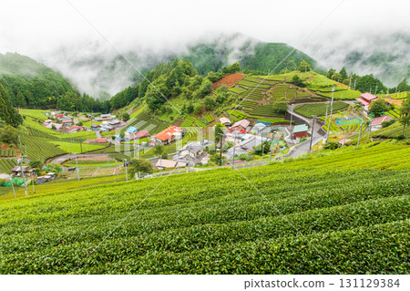 Tea fields shrouded in mist 131129384
