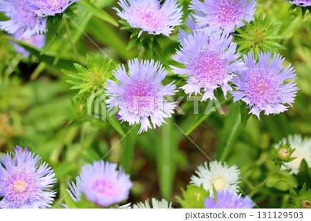 Stokeesia花 131129503