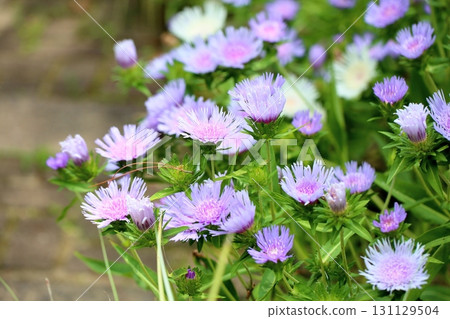 Stokeesia flowers Stokeesia flowers 131129504
