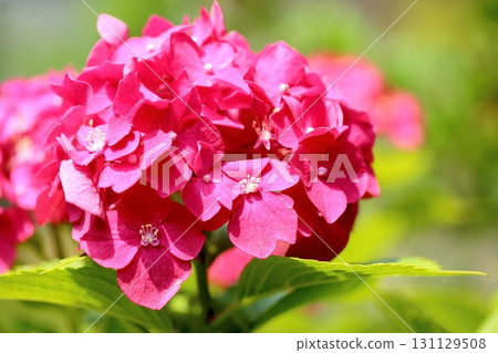 可愛的繡球花，真花，透明 131129508