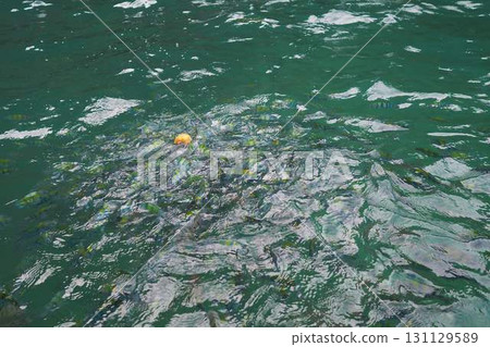 Feeding tropical fish Feeding tropical fish 131129589