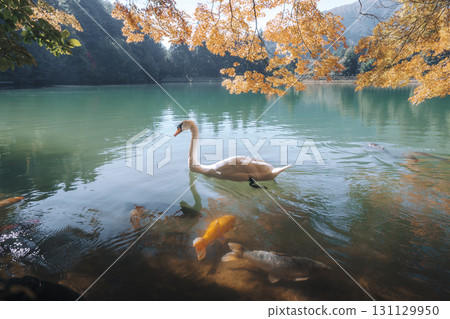 鴨子在秋葉間游泳 131129950