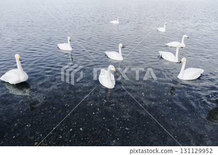 有天鵝的水邊 有天鵝的水邊 131129952