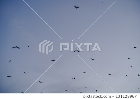 一群鳥兒在藍天上飛翔 一群鳥兒在藍天上飛翔 131129967