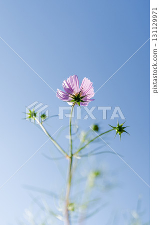 開花往藍天的波斯菊 131129971