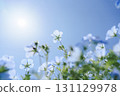 Nemophila開花往太陽 131129978