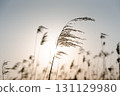 被太陽照亮的潘帕斯草 131129980