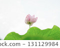 蓮花和芽 131129984