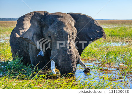 Elephant in the river Elephant in the river 131130088