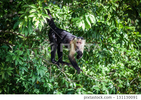 Capuchin monkey 131130091