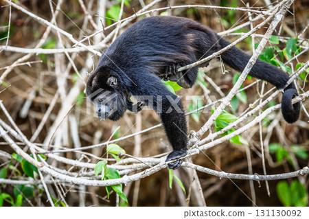 Howler monkey 131130092