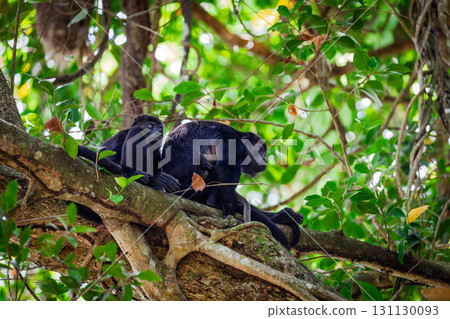 Howler monkeys Howler monkeys 131130093