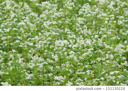 Buckwheat fields in full bloom. Japan's largest buckwheat fields. Japan's largest buckwheat town. Horokanai Town. Buckwheat fields in full bloom. Japan's largest buckwheat fields. Japan's largest buckwheat town. Horokanai Town. 131130228