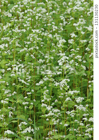 Buckwheat fields in full bloom. Japan's largest buckwheat fields. Japan's largest buckwheat town. Horokanai Town. Buckwheat fields in full bloom. Japan's largest buckwheat fields. Japan's largest buckwheat town. Horokanai Town. 131130230