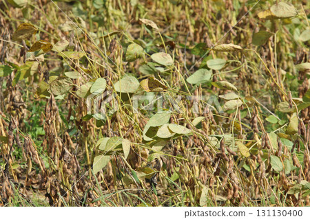 Soybean field near harvest Autumn soybean field Soybean field Edamame soybeans 131130400