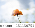 朝著藍天盛開的基巴納波斯菊 131130751
