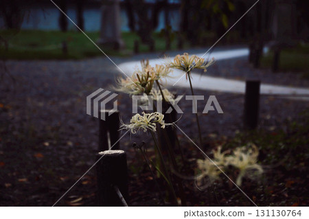 White spider lilies illuminated by the morning sun White spider lilies illuminated by the morning sun 131130764