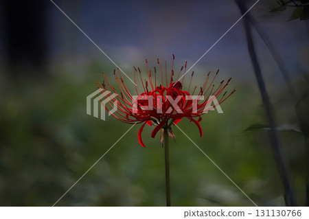 red spider lily 131130766