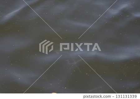 A school of fish swimming in the sea A school of fish swimming in the sea 131131339