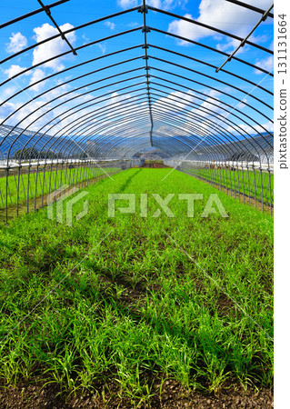 赤城高原昭和村的“僅骨骼高原蔬菜苗” 131131664