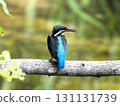 Kingfisher 5 perched on a branch in front of me 131131739