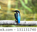 Kingfisher 4 perched on a branch in front of me 131131740