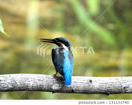 Kingfisher 4 perched on a branch in front of me 131131740